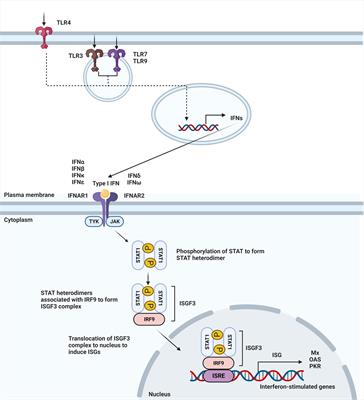 Frontiers | Harnessing Type I Interferon-mediated Immunity To Target ...